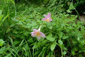 20150613　6月の花３ サフランモドキ（サフラン擬） (2)